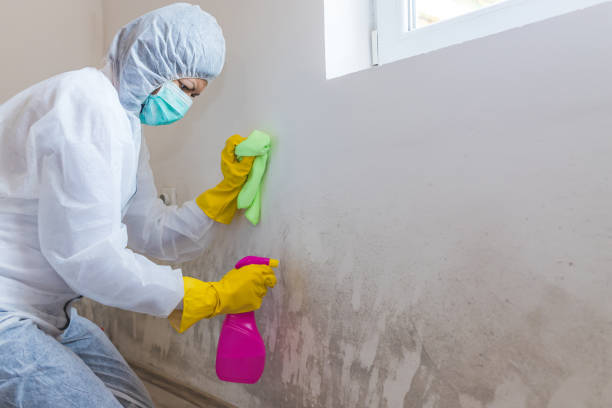 Reliable Van, TX Mold Removal Services Solutions